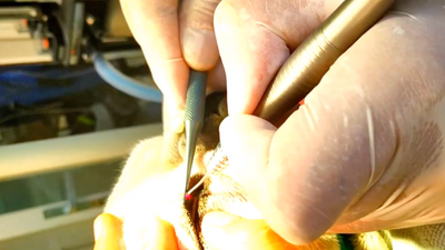 Revolutionizing Animal Surgery: The Advantages of Veterinary Laser Therapy in Improving Precision and Minimizing Recovery Time